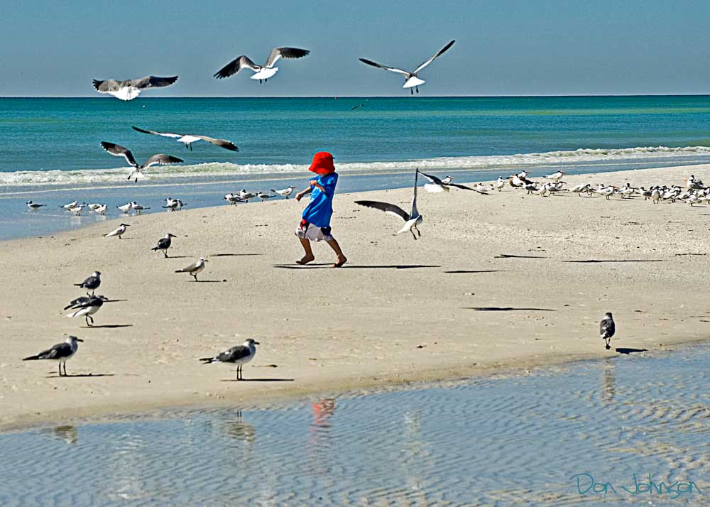 Boy wearing blue swim shirt and red bucket hat playing on beach in Siesta Key surrounded by seagulls