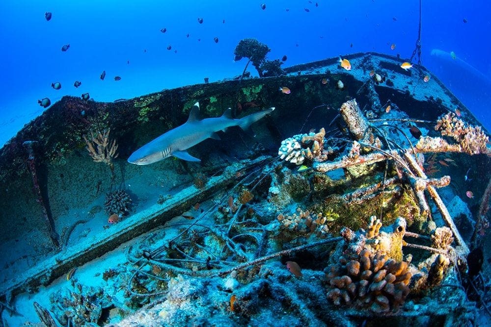 A shark swims along sunken ship in the ocean off the coast of Hawaii, as part of the Atlantis Adventures Hawaii tour.