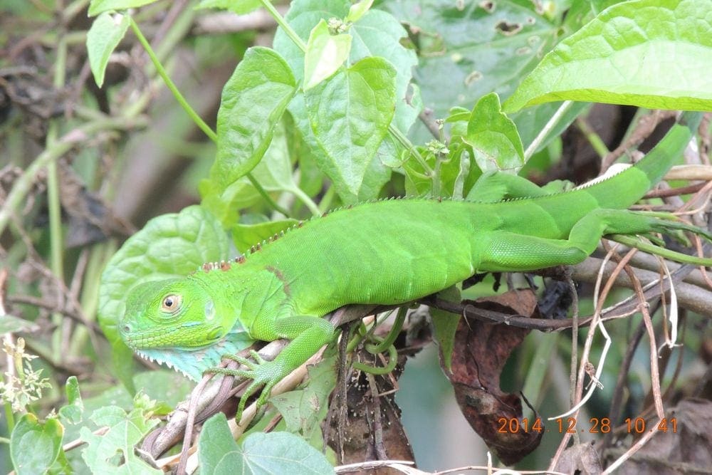 A lizard rests along a branch in Costa Rica.