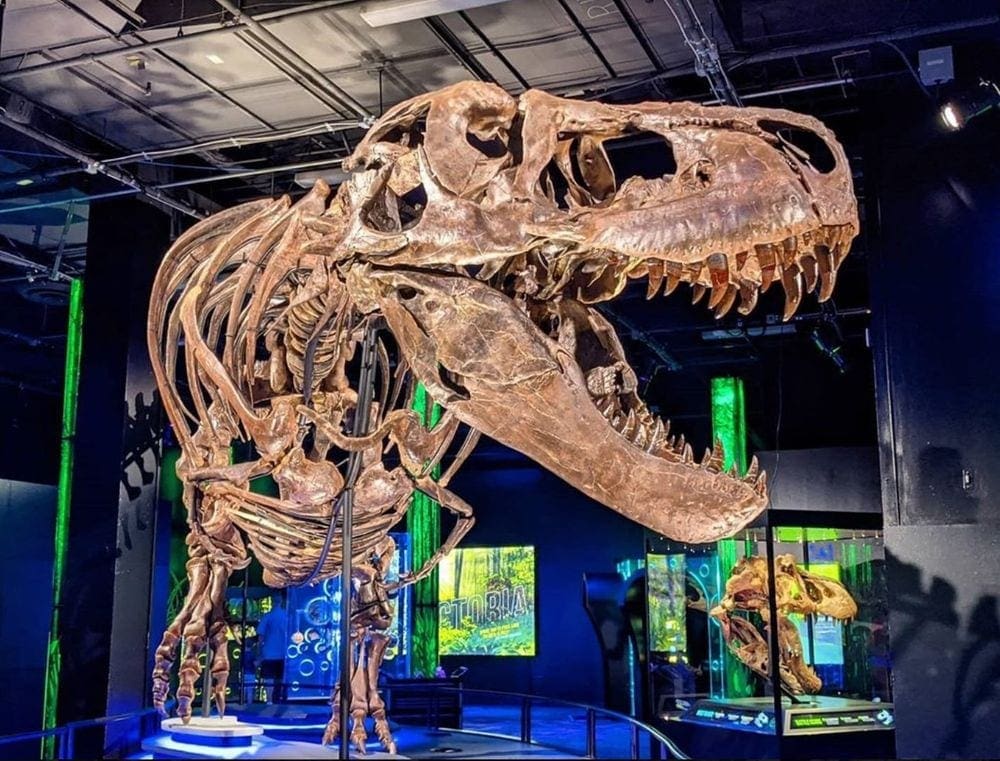 A large T-Rex skeleton featured at the Arizona Science Center.