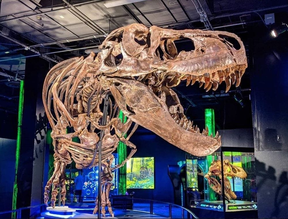 A large T-Rex skeleton featured at the Arizona Science Center, one of the best places to visit on a Phoenix itinerary for families. 