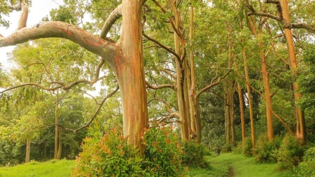 Several Rainbow Eucalyptus stand tall in Maui.