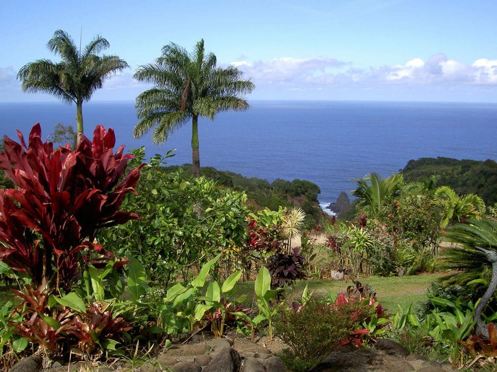 Lush foliage emergest on a sunny day at the Garden of Eden Arboretum in Maui, which is a great place to stop on the Road to Hana with kids.