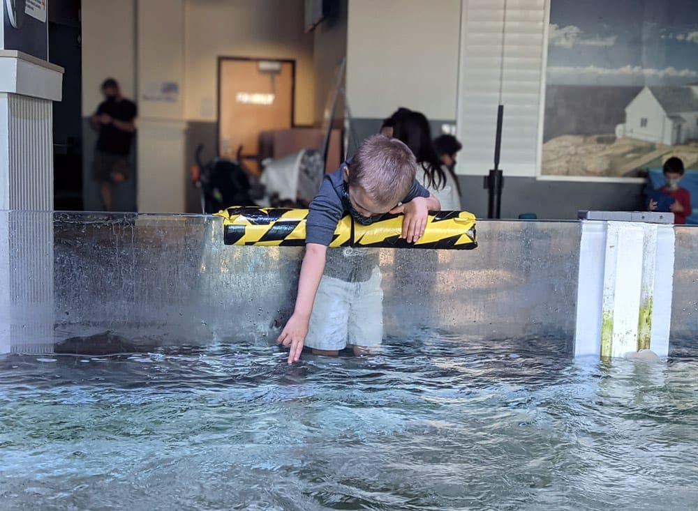 A young boy pokes his finger into the water at the OdySea Aquarium.