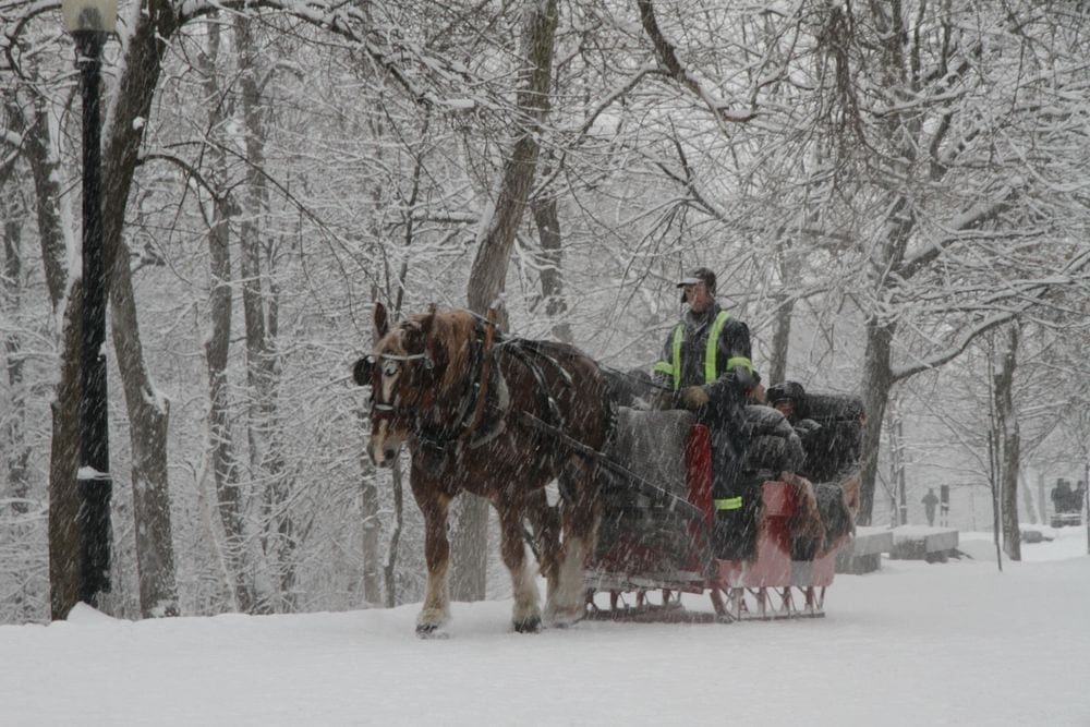A one horse open sleigh being pulled during light snowfall in Montreal.