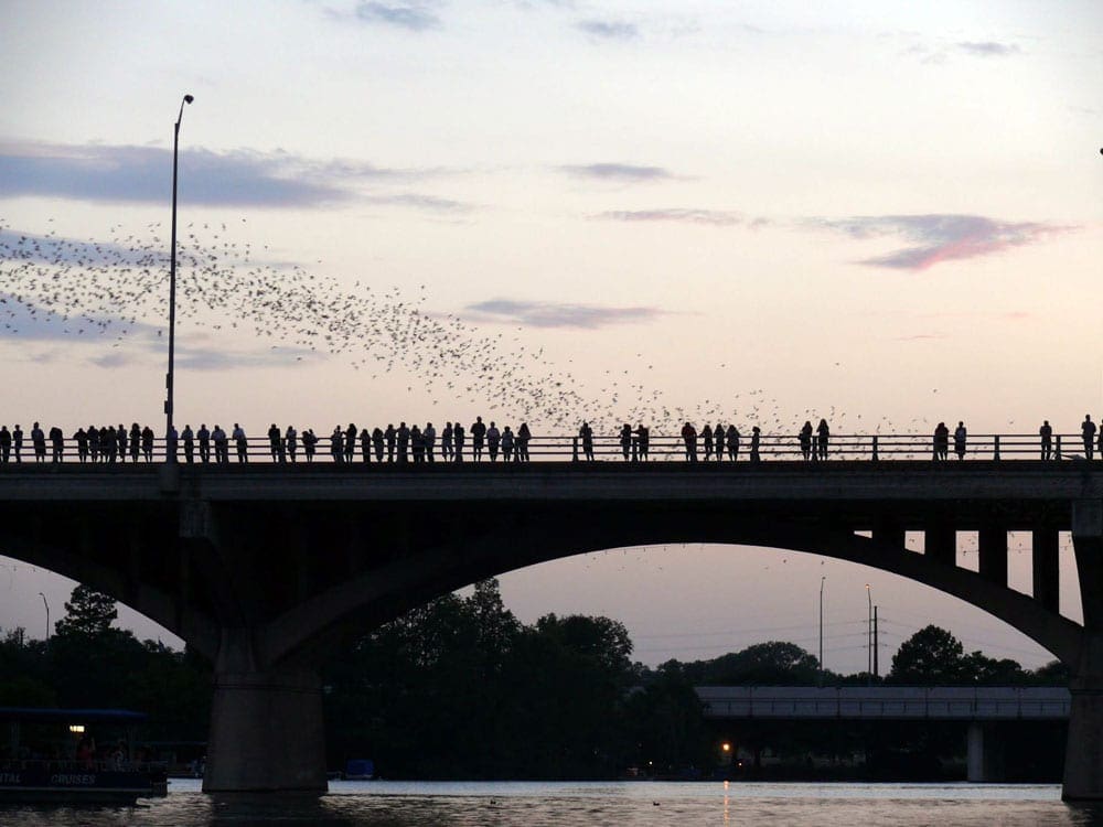 Bats coming out of in the bridge 