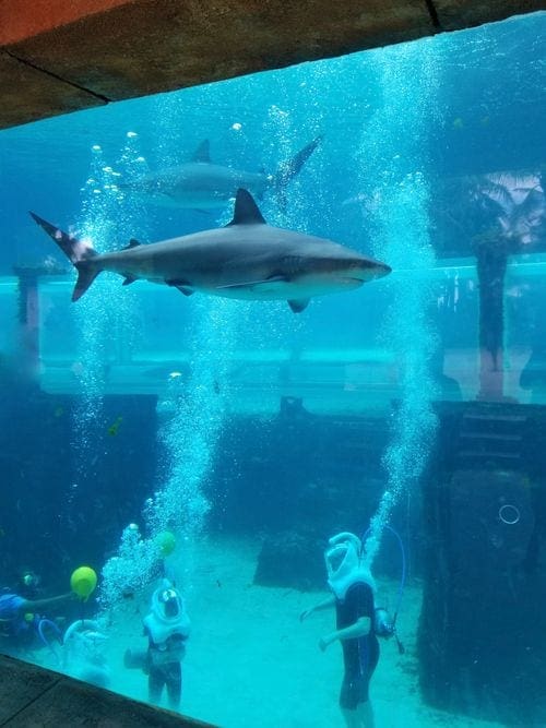 Man and Boy in an aquarium wearing snuba helmets and walking on bottom surrounded by sharks.