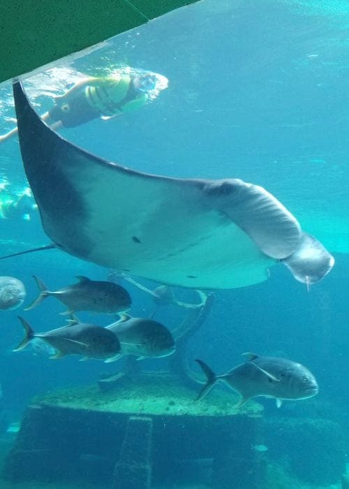 Man snorkeling with a large manta ray inside an aquarium in the Bahamas.