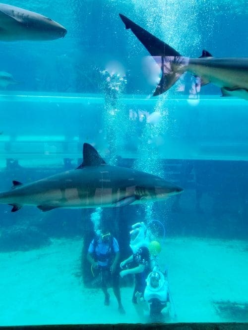 Man and Boy in an aquarium wearing snuba helmets and walking on bottom surrounded by sharks.