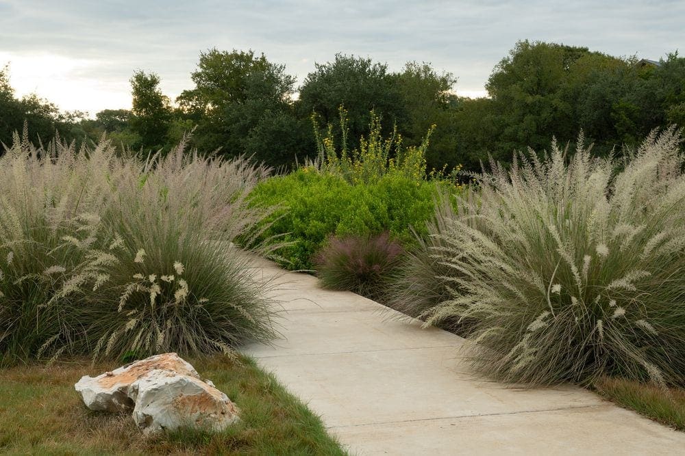A path surrounded by foliage at the Photo Courtesy: Lady Bird Johnson Wildflower Center.