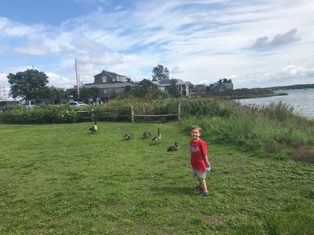 A young boy stands in front of several geese on Martha's Vineyard, one of the best beach towns on the East Coast with kids.