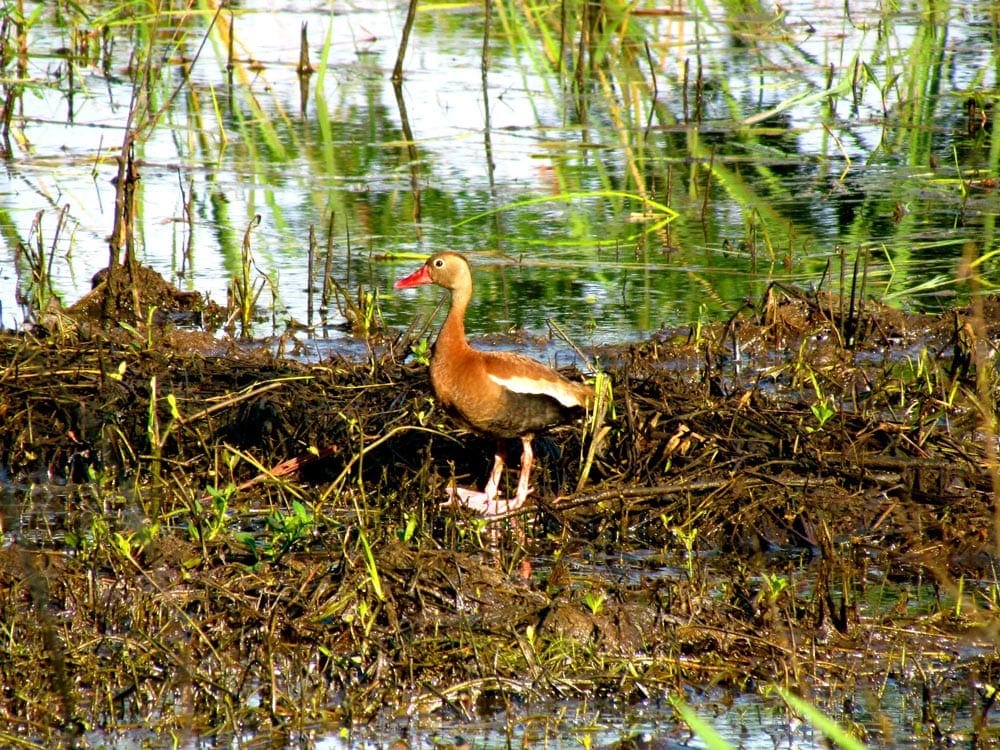 A duck stands on fallen leaves along the water at Savannah National Wildlife Refuge.