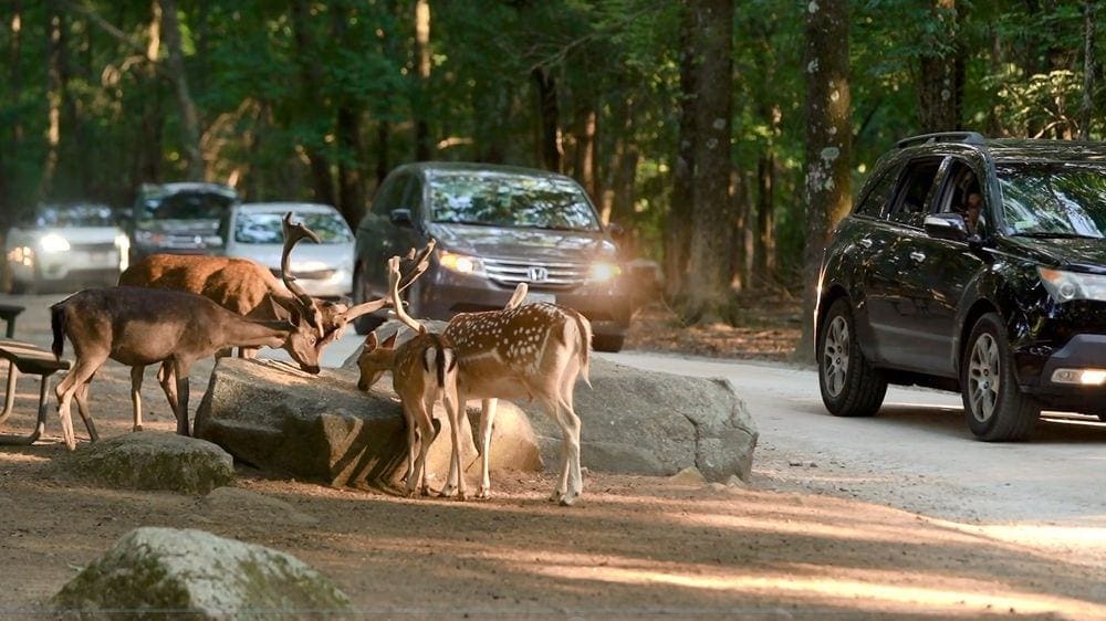 Several deer eat while standing near a road filled with cars exploring Southwick's Zoo.