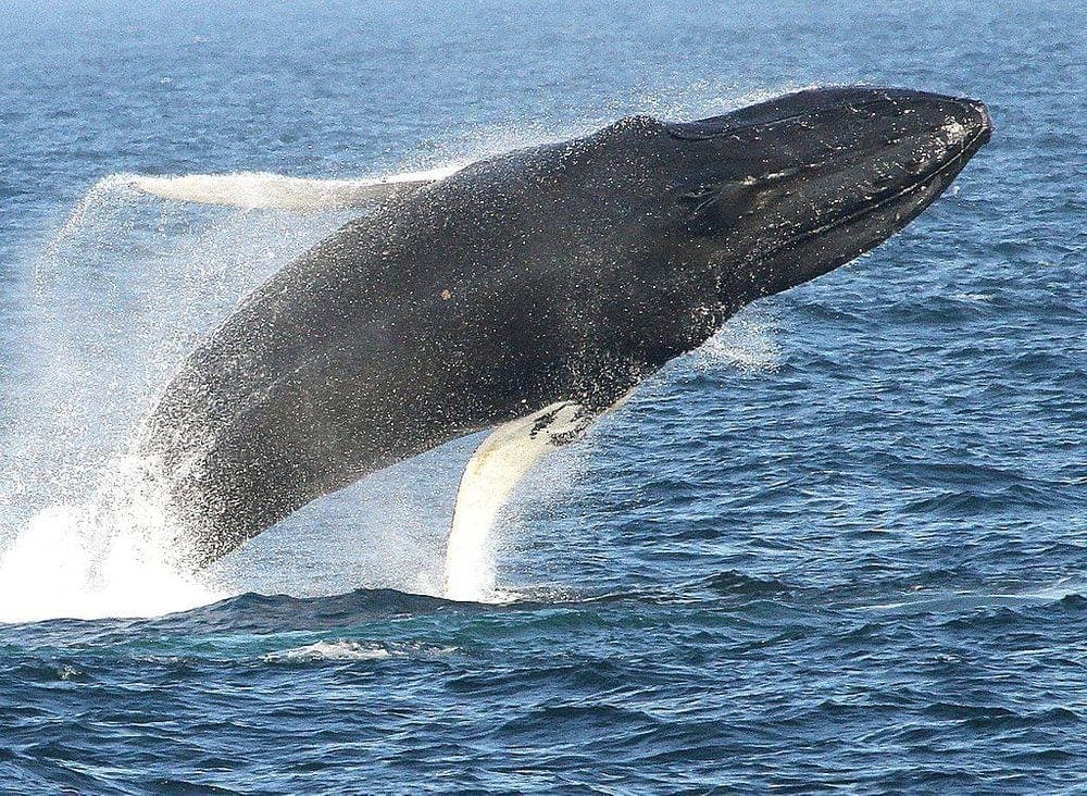 A whale jumps out of the ocean near Bar Harbor, captured by Bar Harbor Whale Watch Company, one of the best things to do in Bar Harbor with kids.