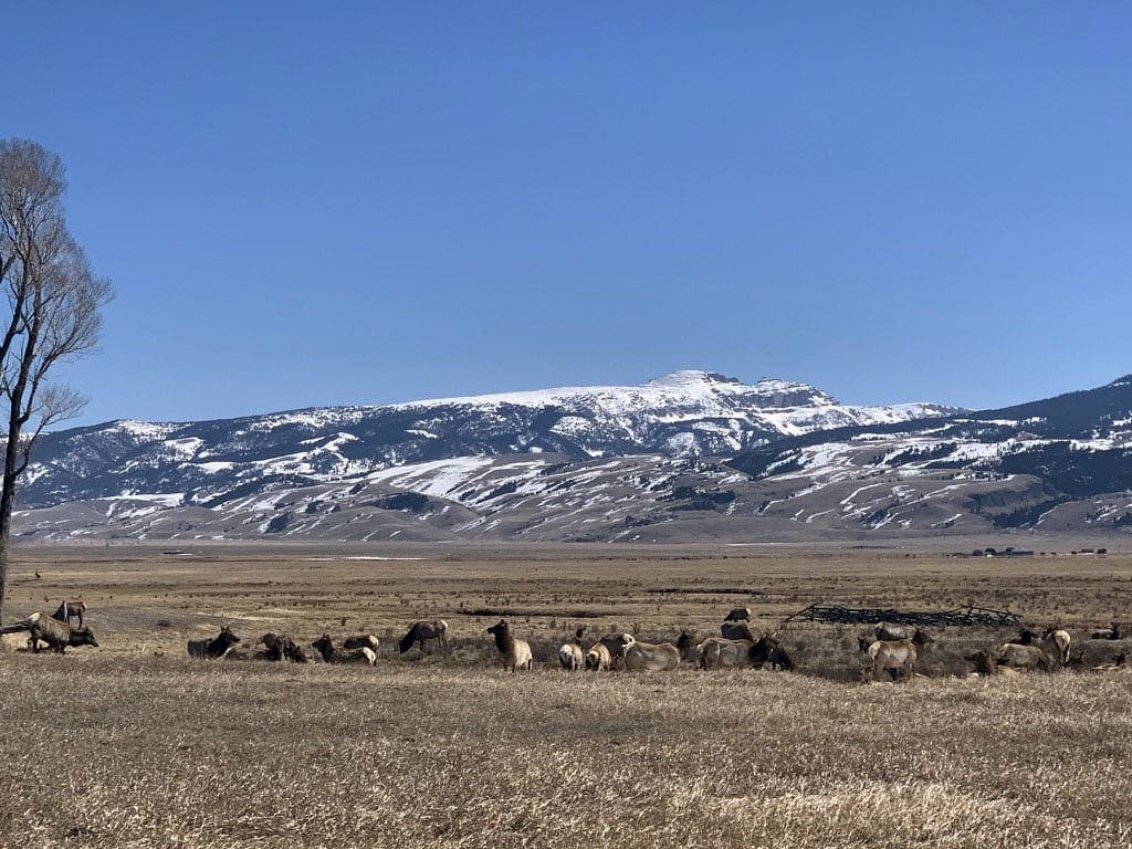 A heard of elk gather with the Grand Teton mountains in the background.