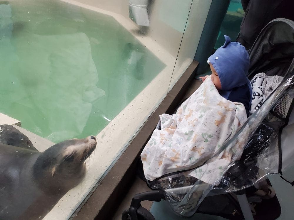 A young boy in a stroller stairs at a seal, while walking around the Como Zoo, one of the best things to do in Minneapolis with kids.