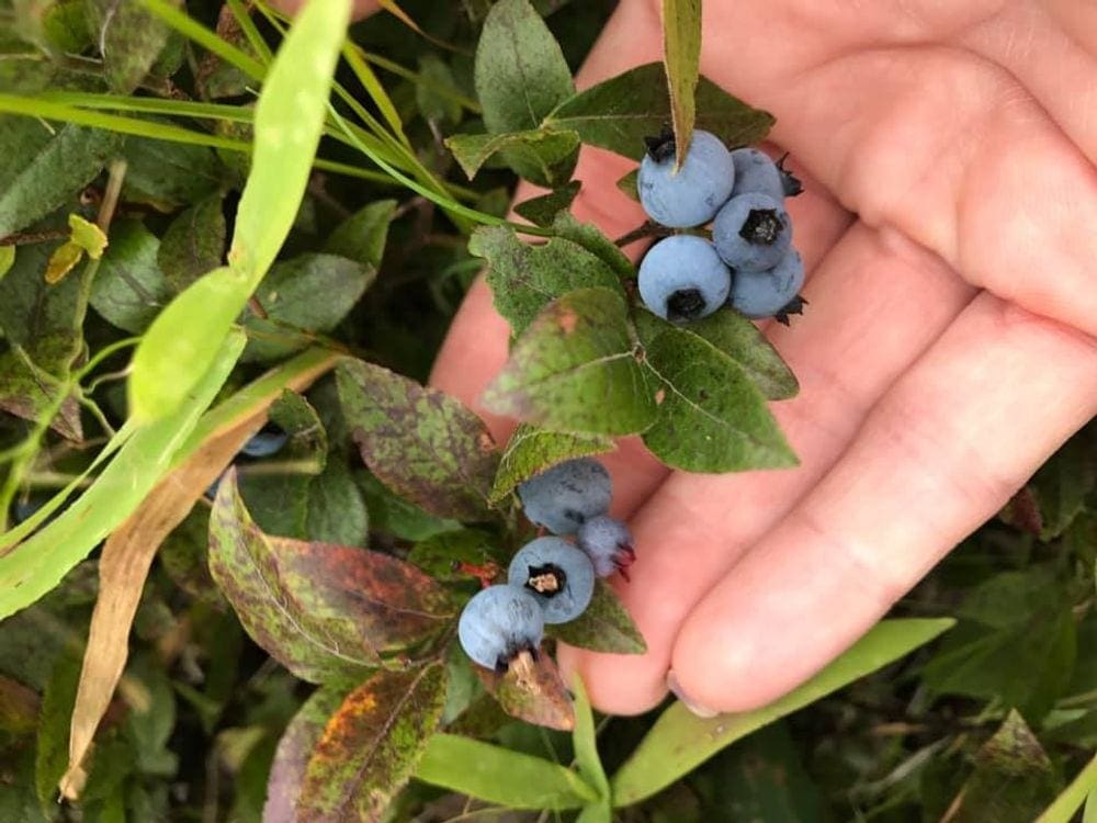 A close up of a hand holding wild blueberries in Maine.