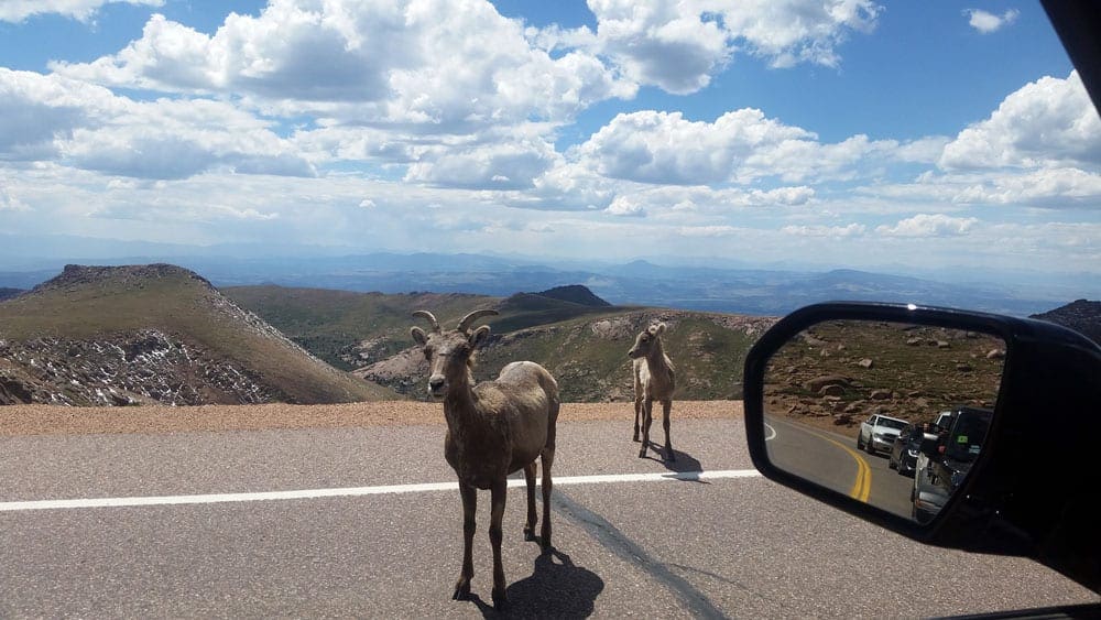 Looking out a car window, two mountain rams are seen meandering the road atop Pikes Peak.
