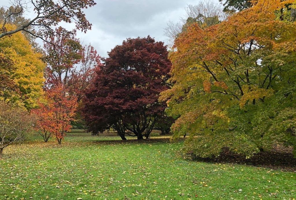 Fall colored trees on the lawn at the Arnold Arboretum of Harvard University, one of the best places to visit on a Boston itinerary for families. 