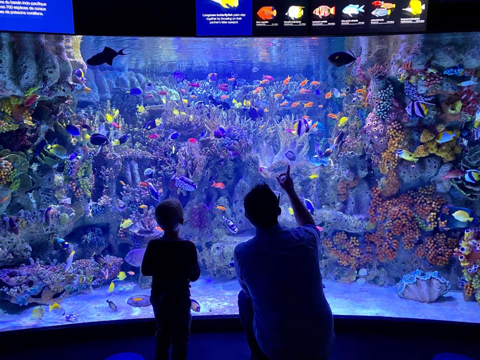 A young child and their dad look into a large aquarium at the New England Aquarium, one of the best places to visit on a Northeast road trip with kids. 