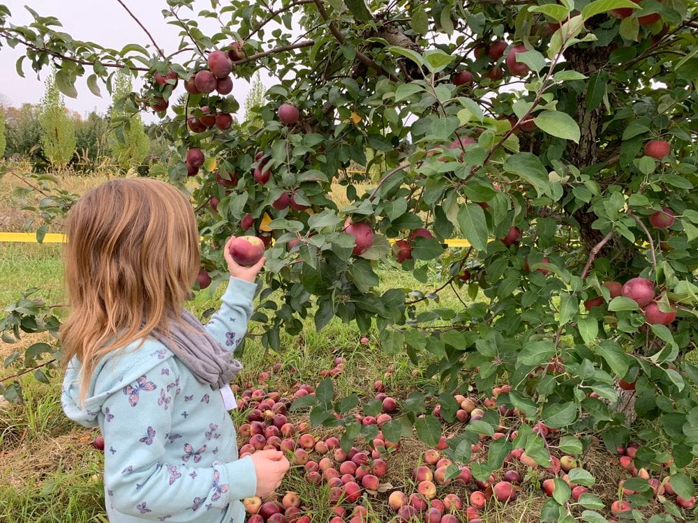 A young girl holds an apple she recently picked off a tree at an orchard near Hastings, one of the best places to explore near the Twin Cities with kids.