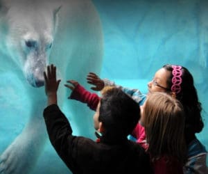 Three kids reach out to touch the face of a polar bear, whose on the other side of an exhibit glace at the Brookfield Zoo.