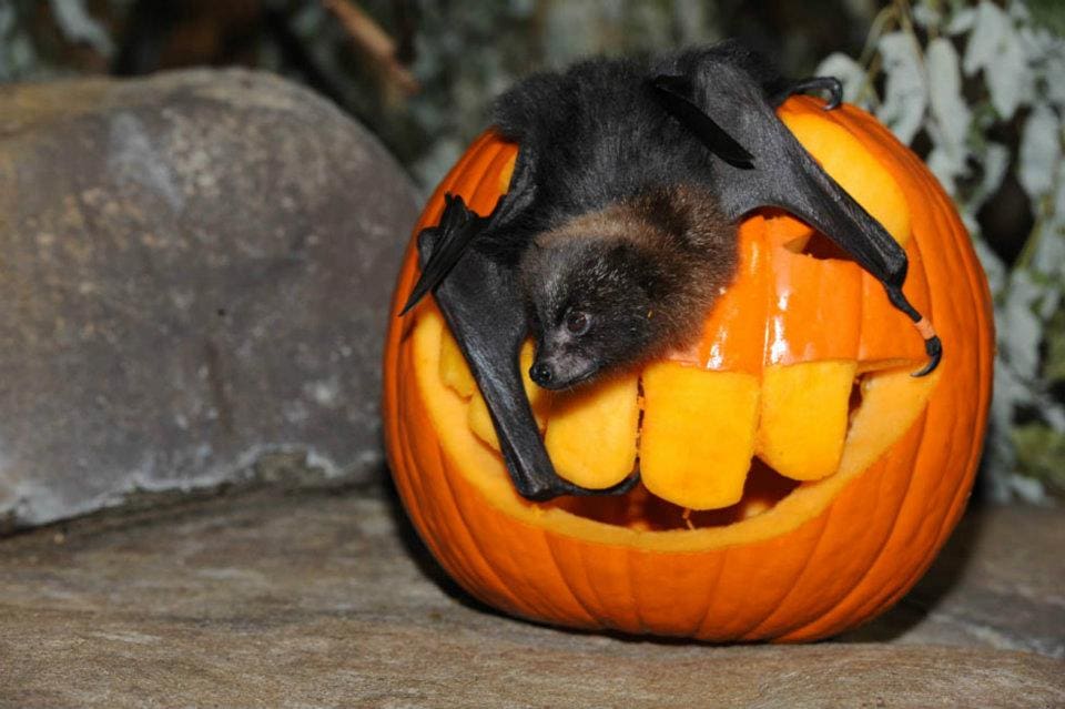 A bat sits on a carved, orange pumpkin at the Brookfield Zoo, one of the best zoos in the Midwest for families.