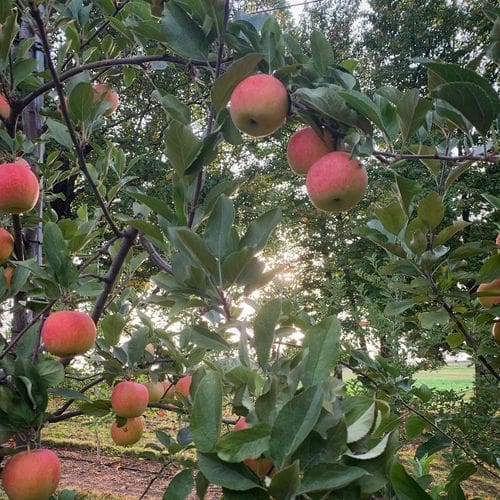 Several bright red apples hang on a tree at Butler's Orchard.