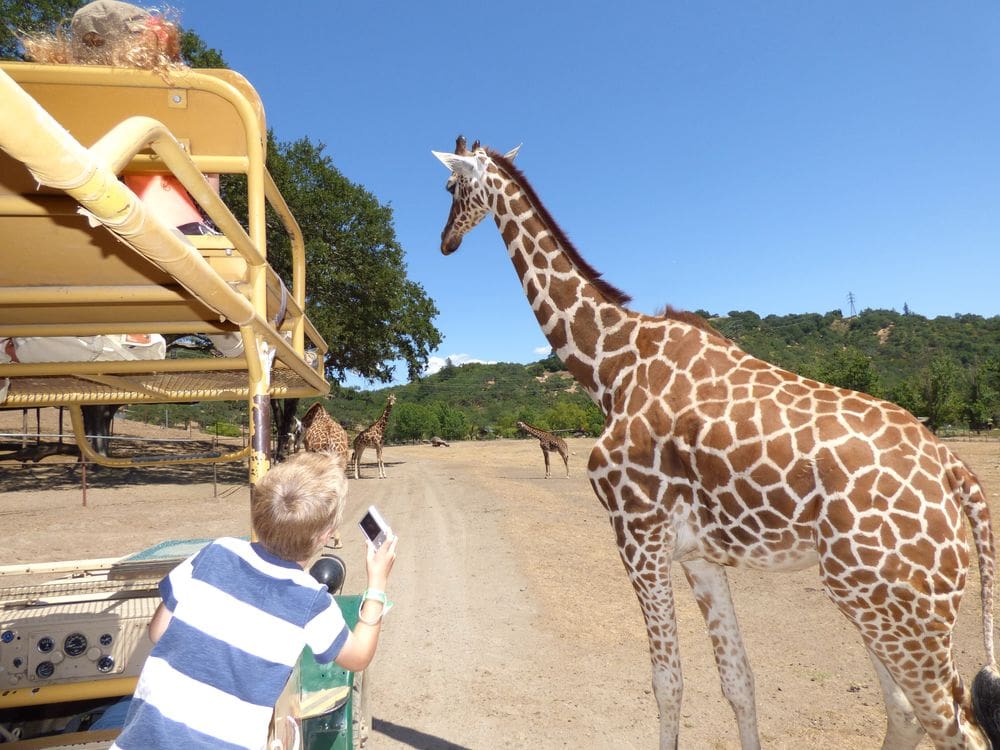 A young boy wearing a striped shirt holds a camera and peers at a giraffe in Calistoga, one of the best Bay Area weekend getaways with kids.