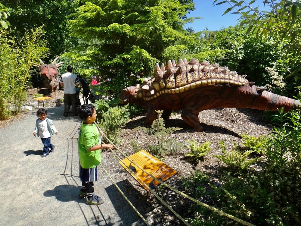 A young boy looks at a dinosaur exhibit at Woodland Park Zoo.
