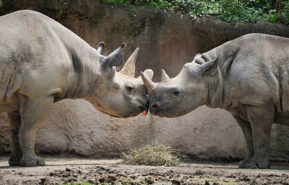 Two rhinos touch noses at the Saint Louis Zoo.