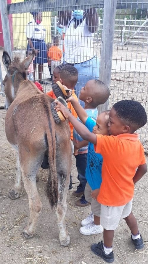 Several kids pet and brush a donkey at the Antigua's Donkey Sanctuary Humane Society, one of the best things to do in Antigua with kids.