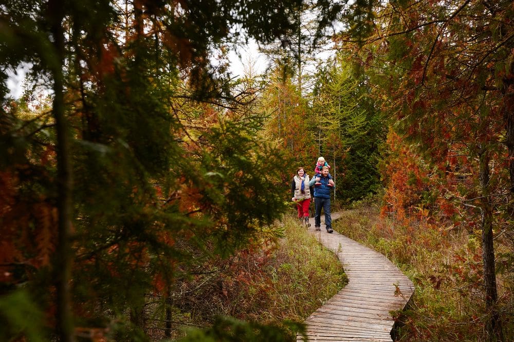 A family of three, with dad holding the toddler on his shoulders, hikes along a boardwalk path at The Ridges Sanctuary in Door County, Wisconsin, one of the best places to see fall colors in the Midwest for families.