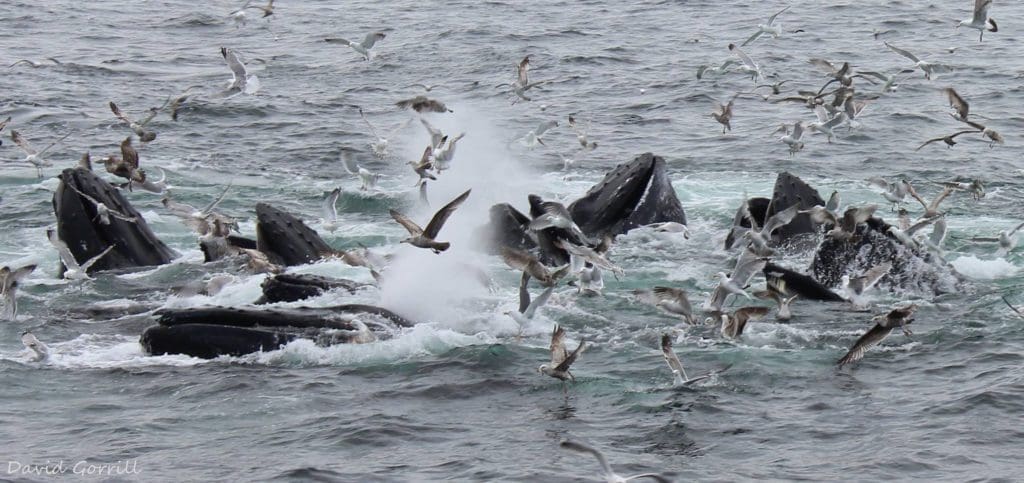 A small pod of whales comes to surface surrounded by birds near Cape Cod.