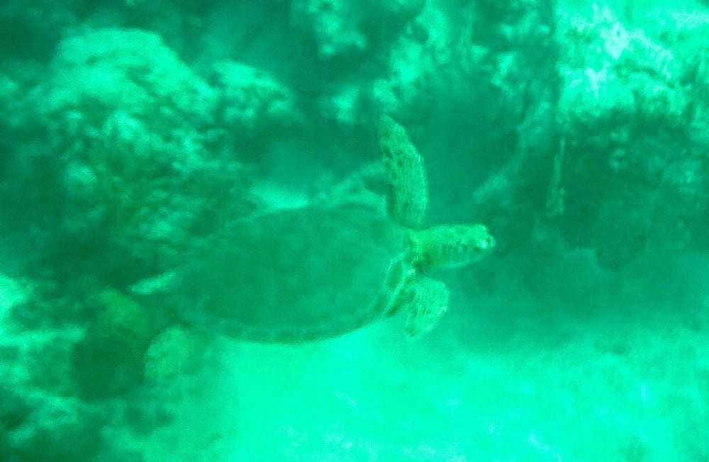 A turtle swims underwater near Akumal.