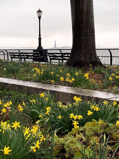 Yellow daffodils decorate the foreground, with the Statue of Liberty seen through the fog in the distance.