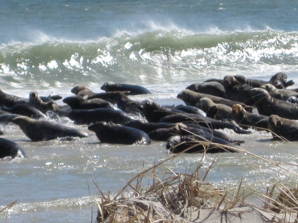 Several seals sunbathe on shore at Monomoy Island.