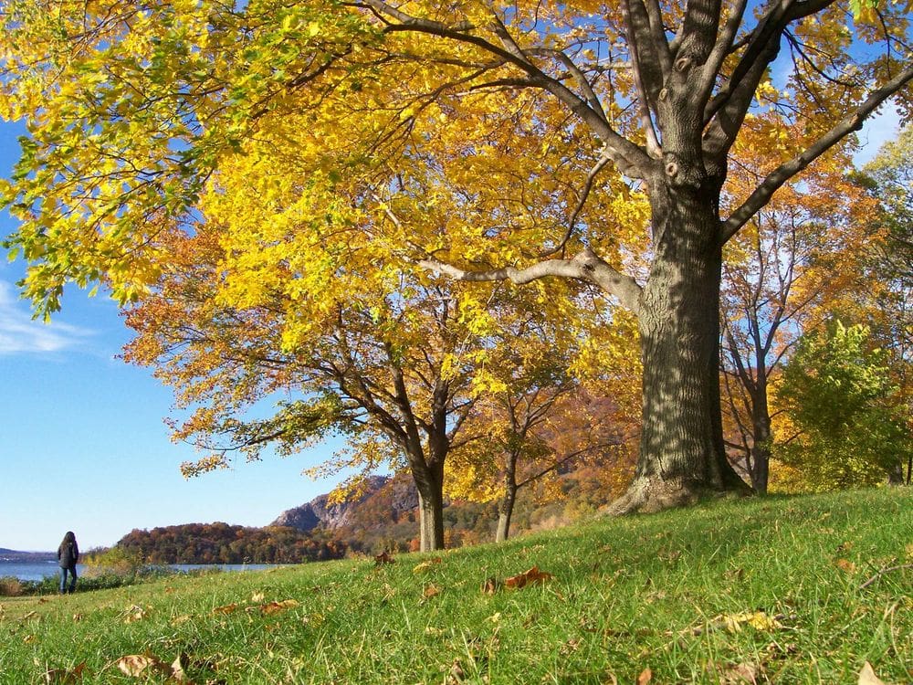 A woman in the distance strolls amongst stunning fall foliage in Cold Spring, New York.