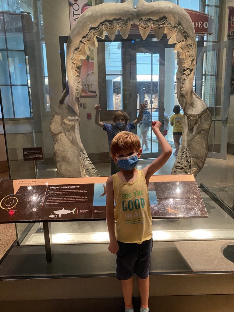 A young boy stands in between shark jaws at the Museum of Natural History in Washington DC.