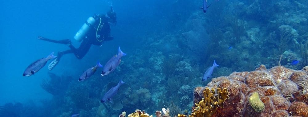 A person scuba dives amongst colorful fish and coral in Puerto Rico.