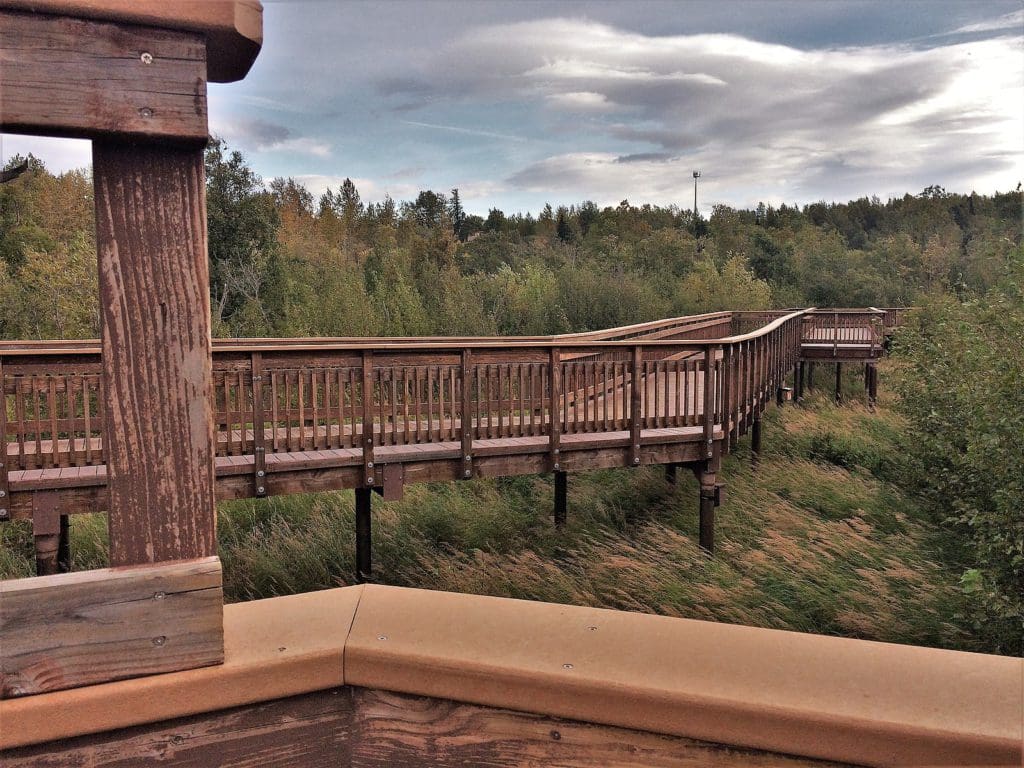 A long boardwalk stretches over a heavily wooded area at Potter Marsh, one of the best hikes near Anchorage for families.