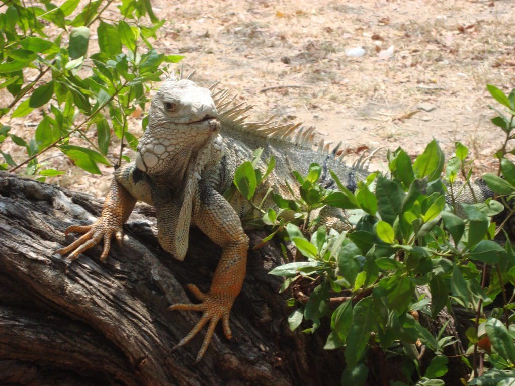 Iguana on a tree at Parque Del Centenario in Cartagena