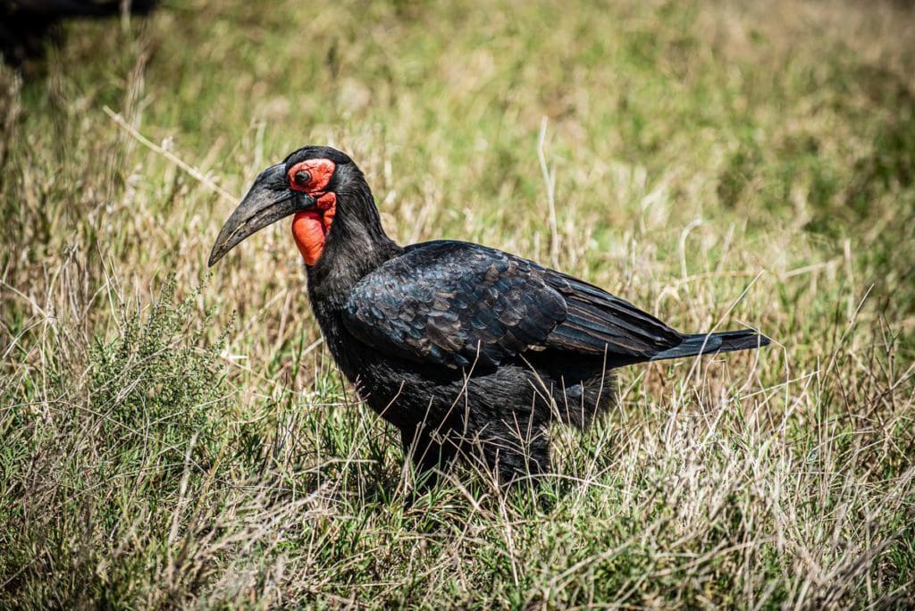 A Southern Ground Hornbill walks along the tall grass of the Serengeti, just one of the many animals you may see on this safari Itinerary Tanzania for families.