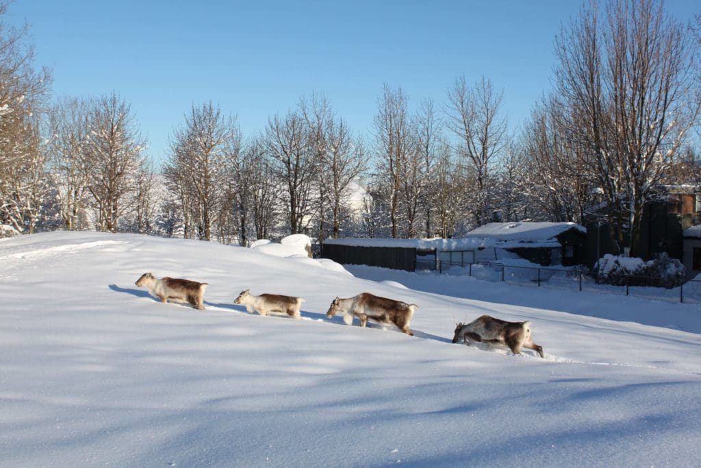 Four cows trudge in the snow at the Reykjavik Family Park and Zoo.