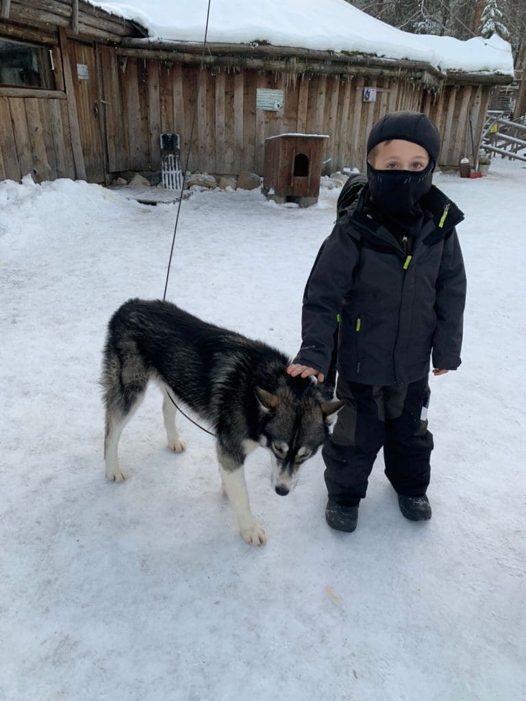 A young boy pets a husky dog after a dog sledding experience, a must do on our Finnish Lapland itinerary for families.