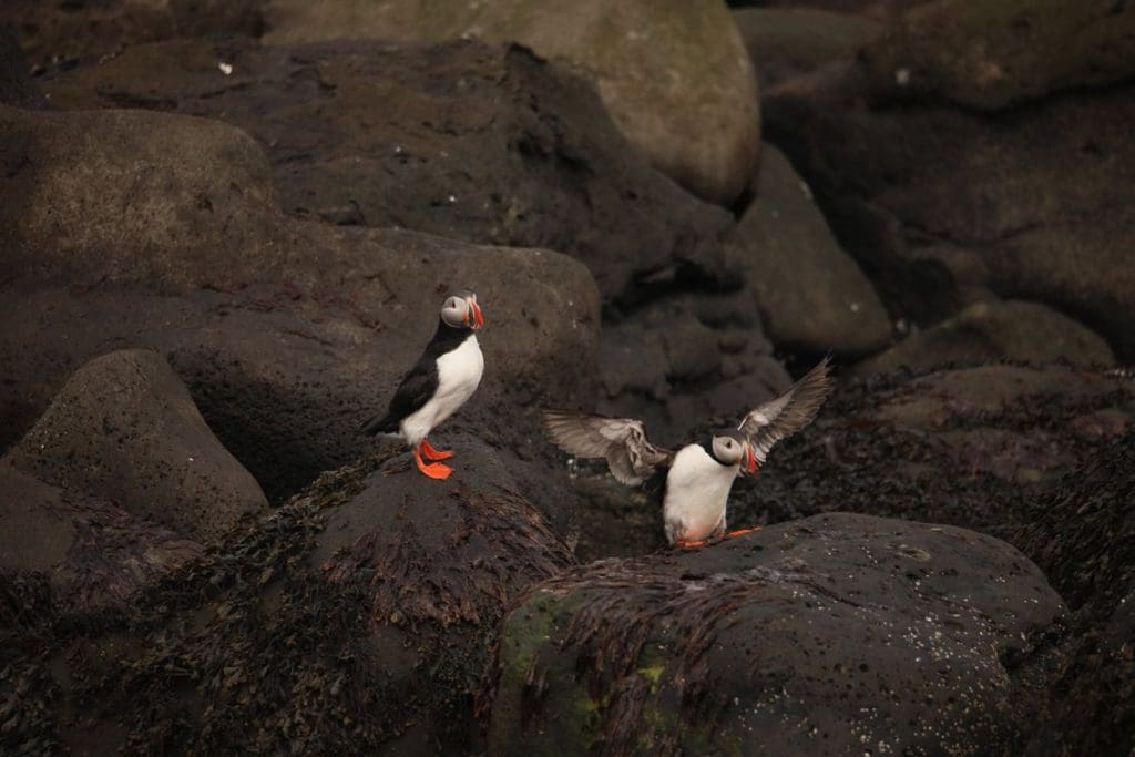 Two puffins sit on a rock ledge in Iceland, one flaps its wings.