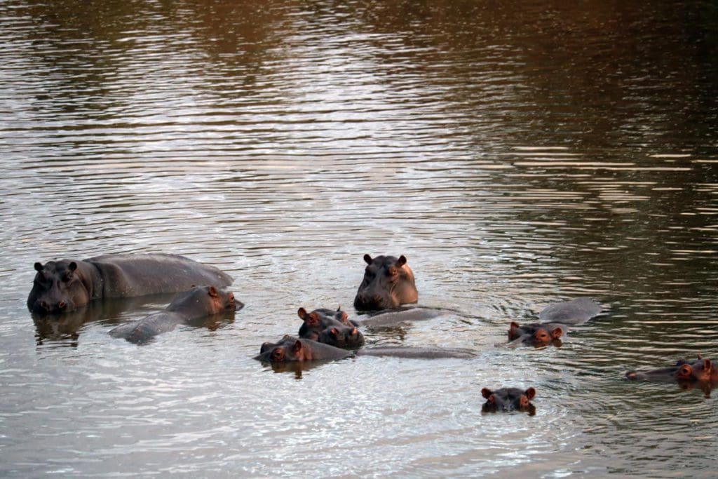 Several hippos poke their head out of the water at Lake Naivasha.