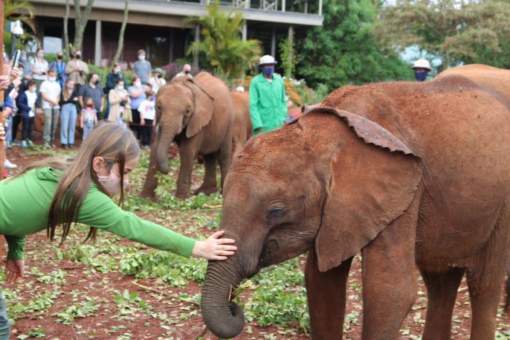 A young girl pats the trunk of a baby elephant, while on a Kenya safari with her family.