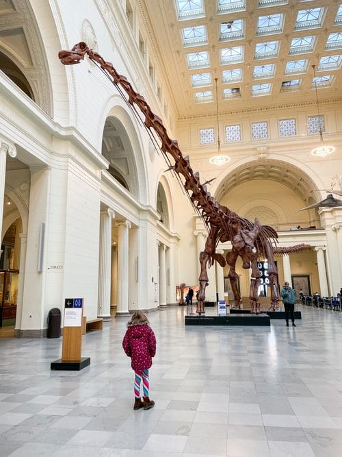 A young girl looks up a a dinosaur skeleton in the lobby of the Field Museum.