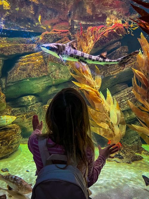 A young girl looks at a shark, while exploring the Shedd Aquarium, one of the best kids activities in Chicago.